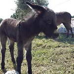 Çiftlik konaklama Masseria Casedde Vecchie *