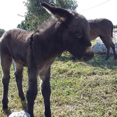 Séjour à la ferme Masseria Casedde Vecchie *